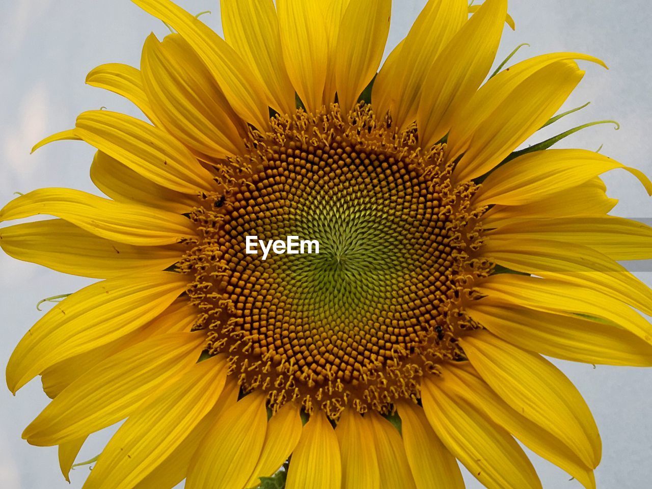 CLOSE-UP OF FRESH SUNFLOWER