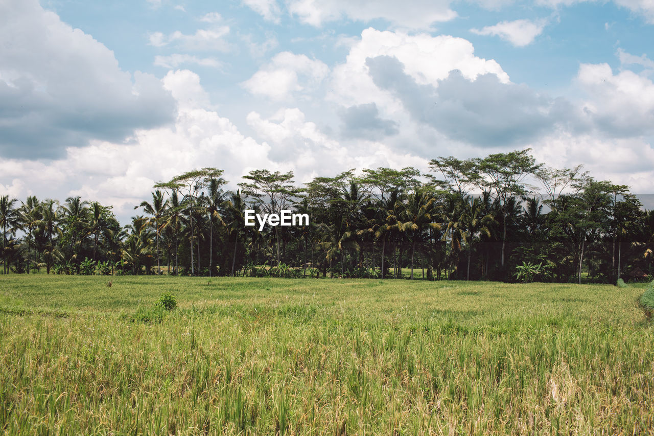 SCENIC VIEW OF FARM AGAINST SKY