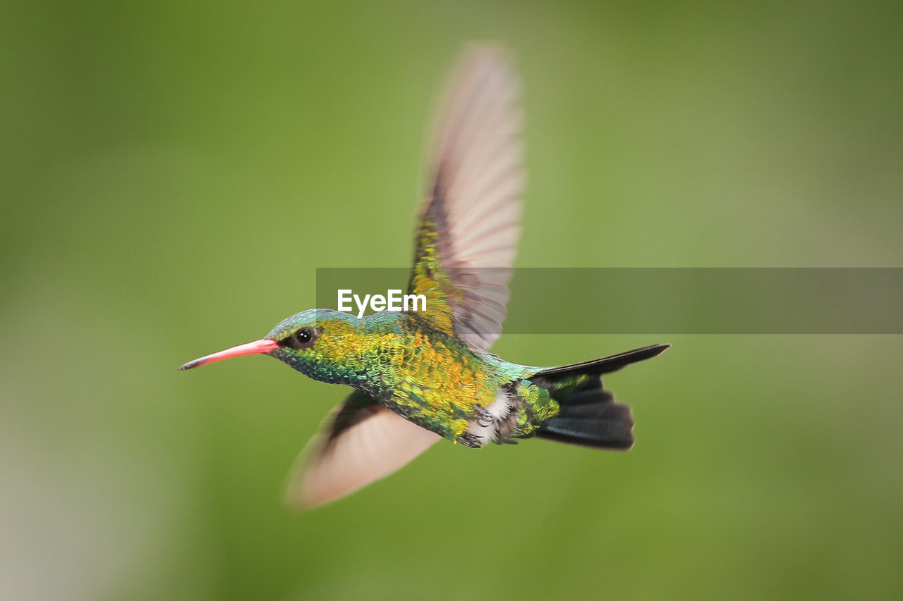 Close-up of bird flying