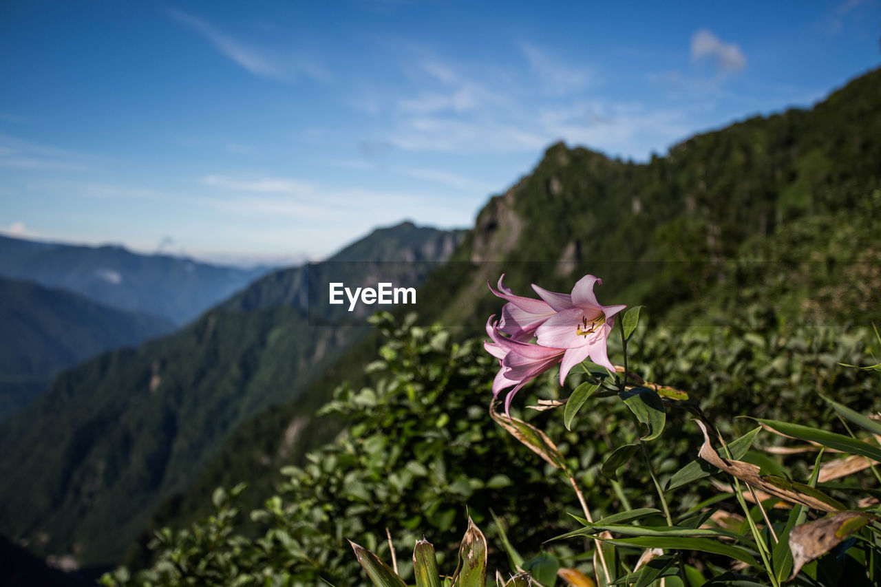 Close-up of pink flowering plant against mountain