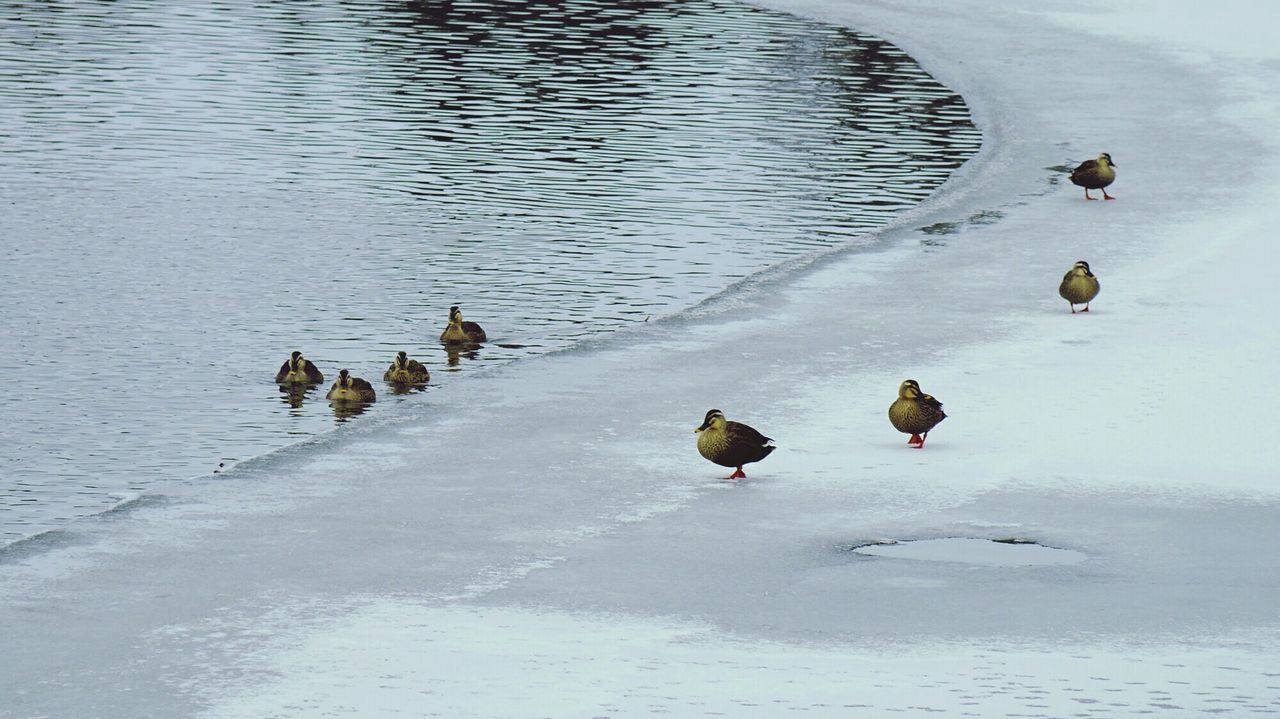 DUCKS IN LAKE