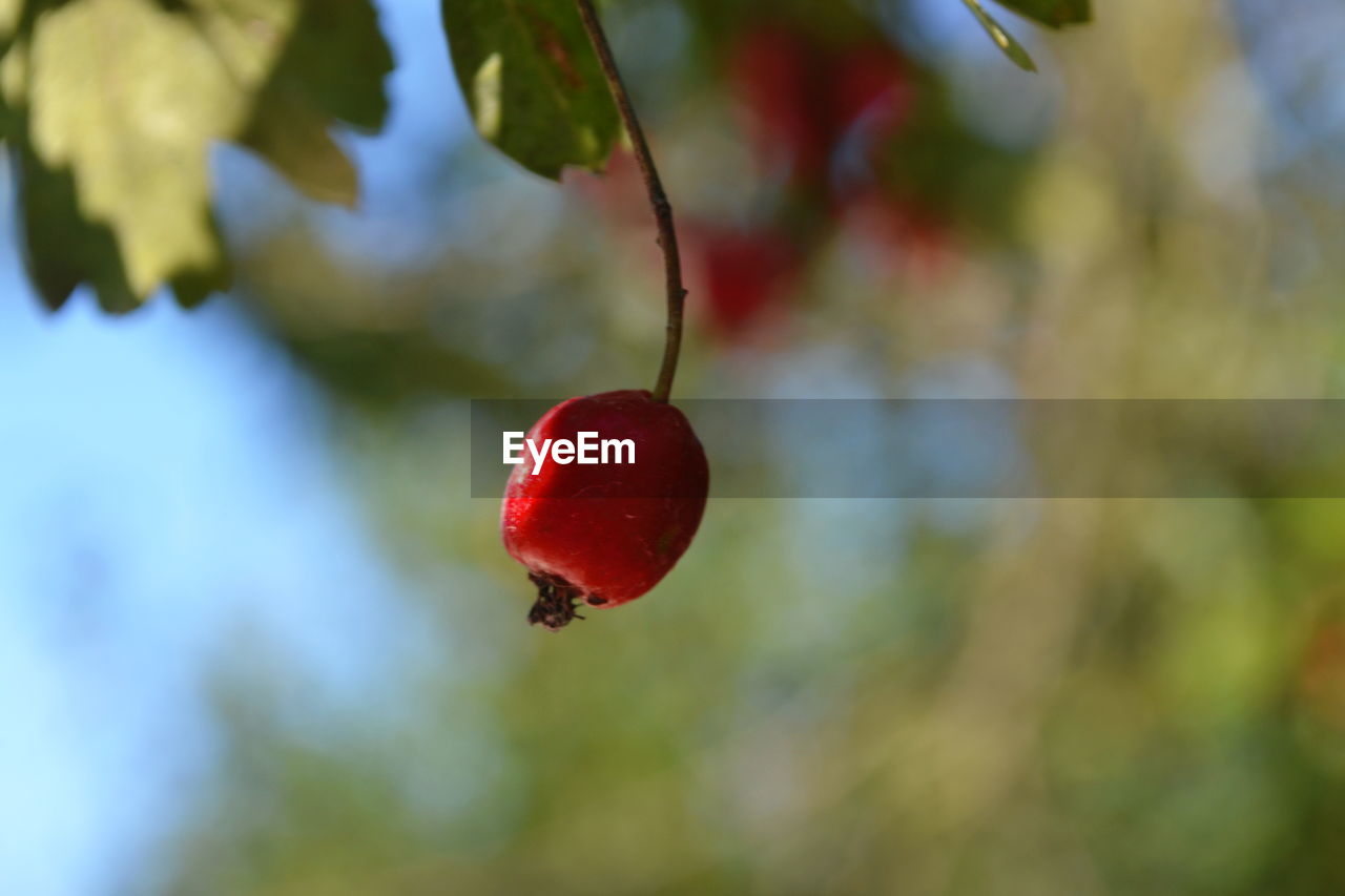 CLOSE-UP OF STRAWBERRY ON BRANCH