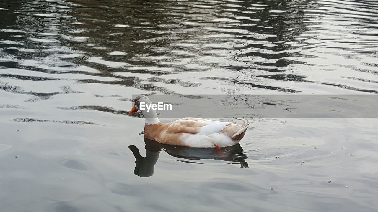 HIGH ANGLE VIEW OF SWAN SWIMMING IN LAKE