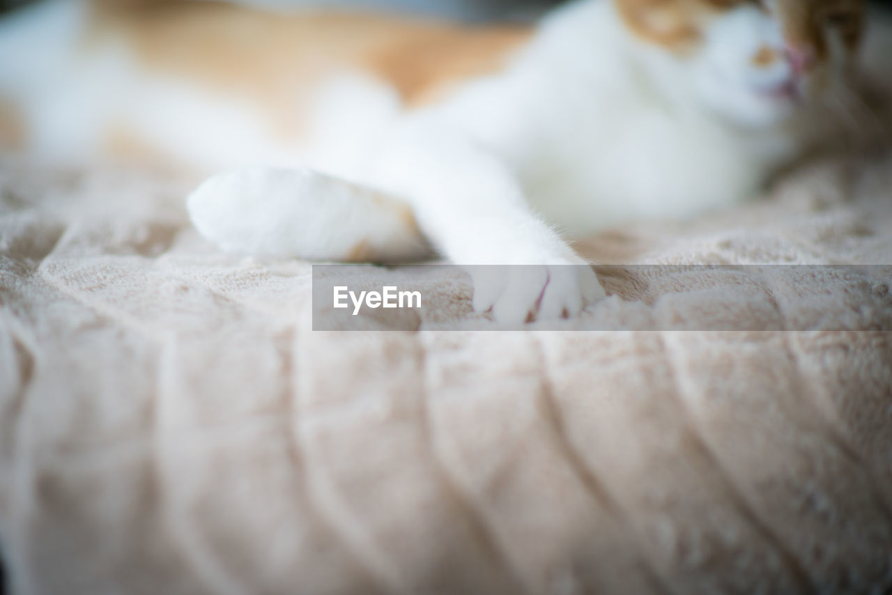 Close-up of cat on bed at home