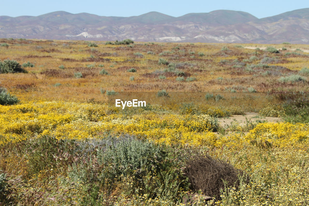 Superbloom in spring carrizo plain national monument, california