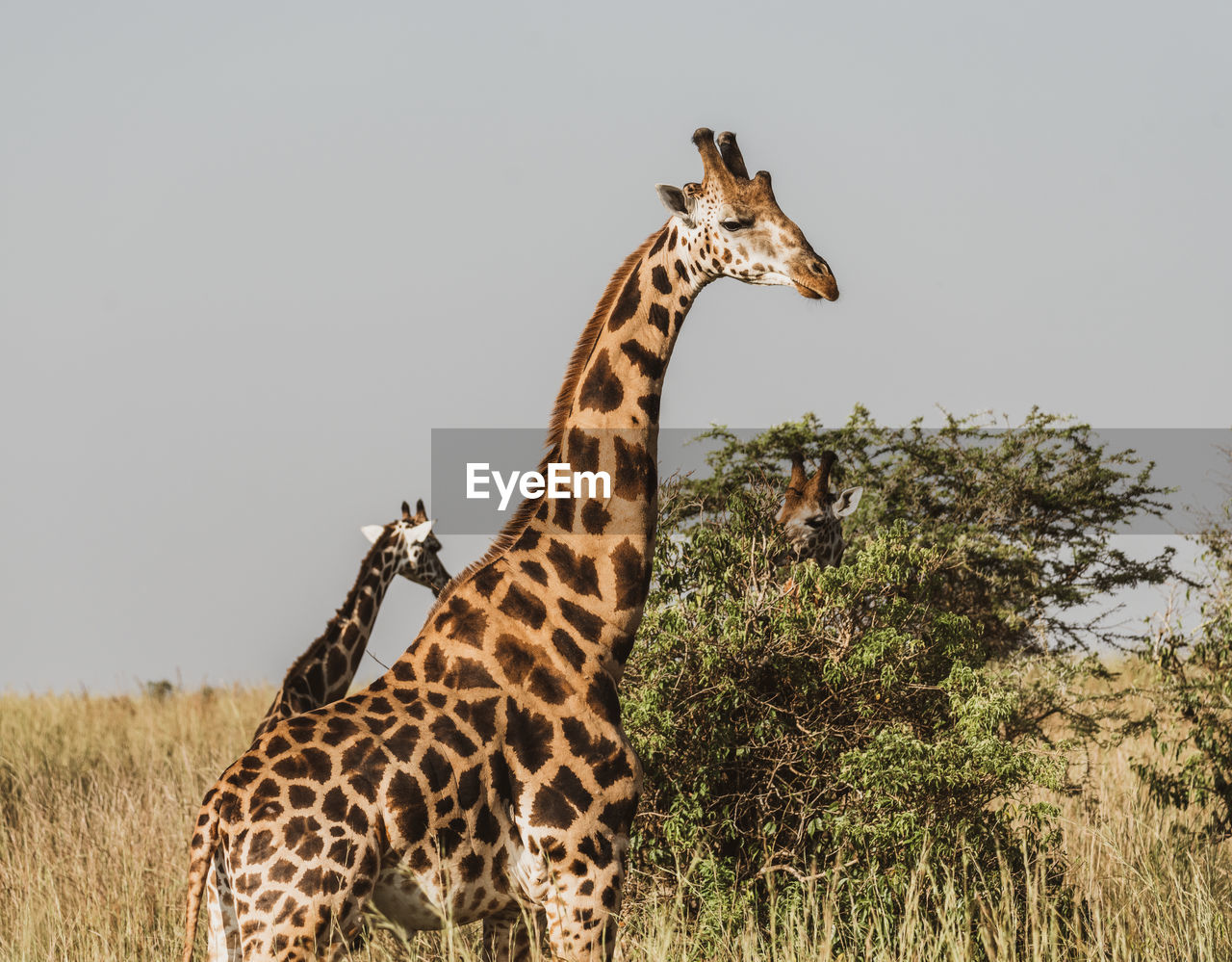 View of giraffes against clear sky