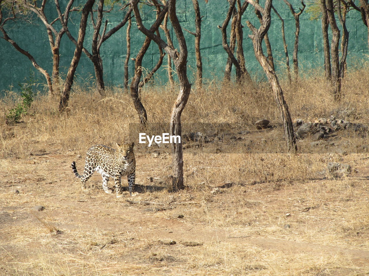 Leopard on field by trees