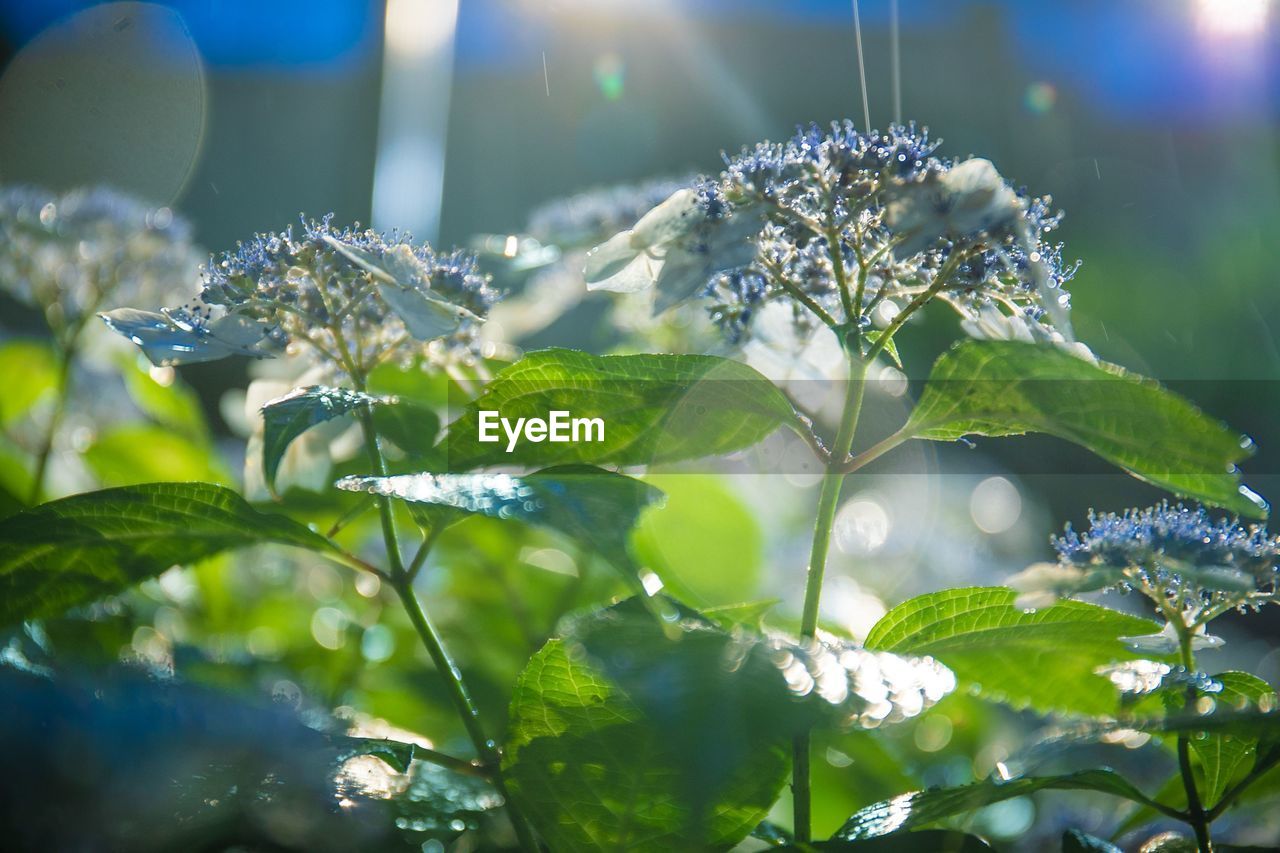 Close-up of flowering plant