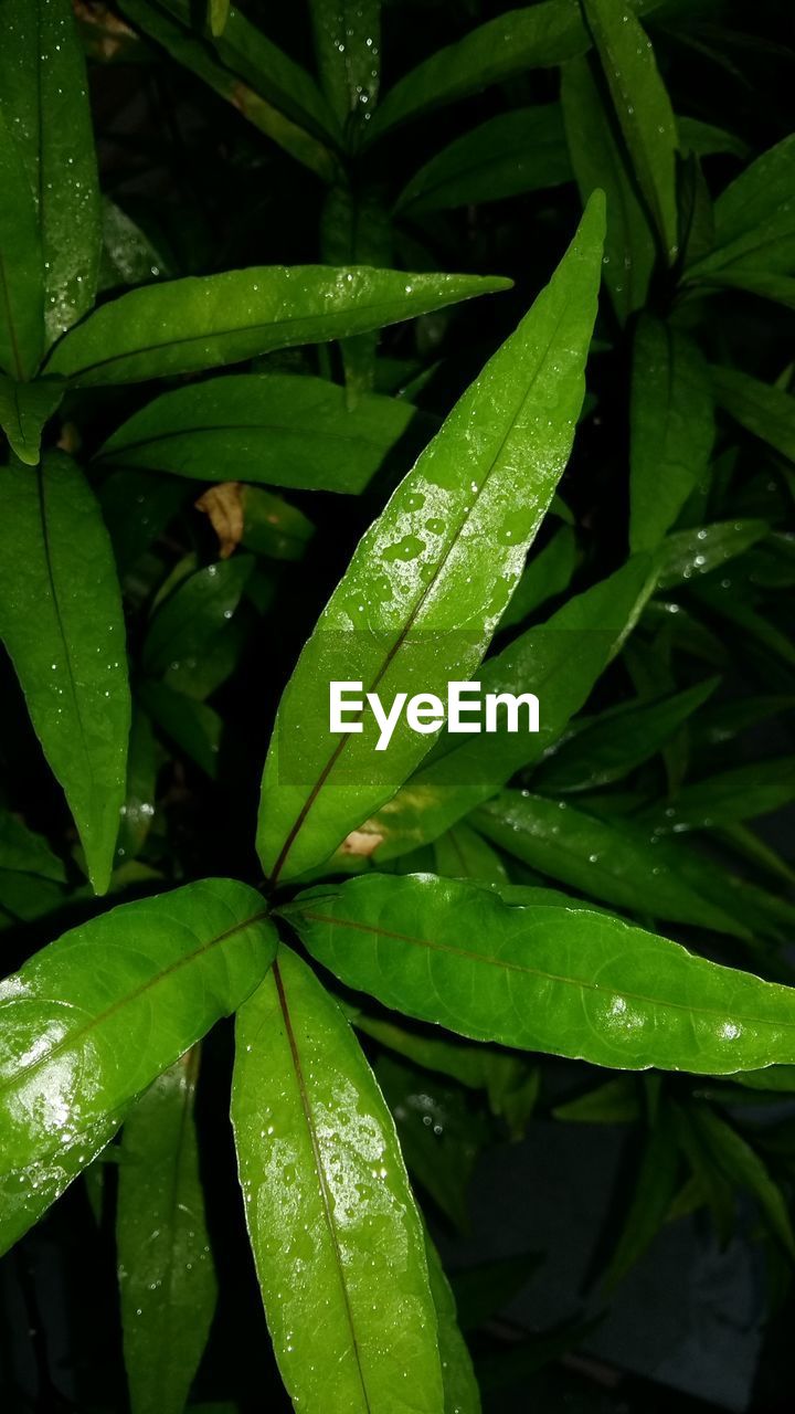 FULL FRAME SHOT OF WET LEAVES