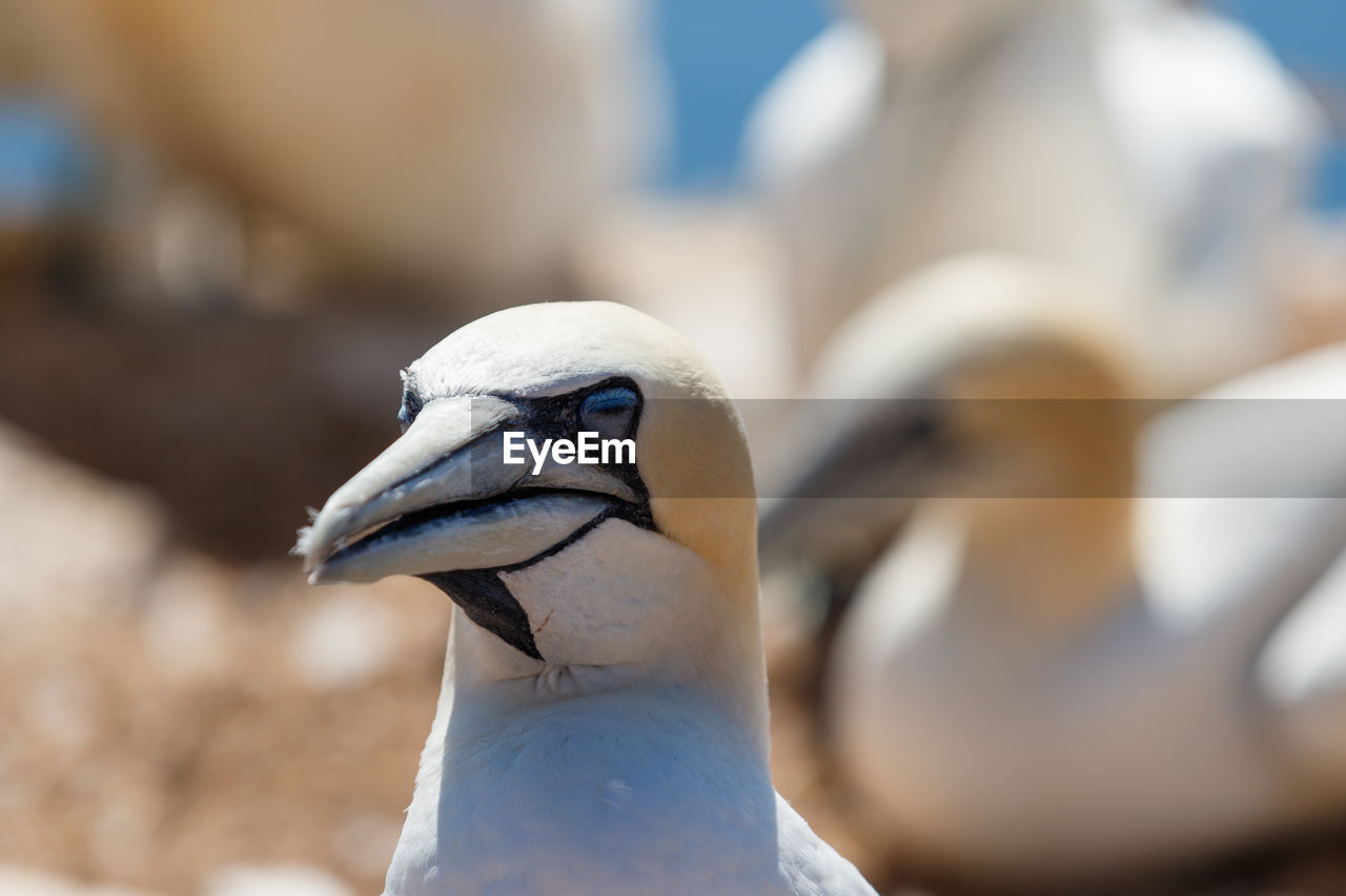 Close-up of a bird