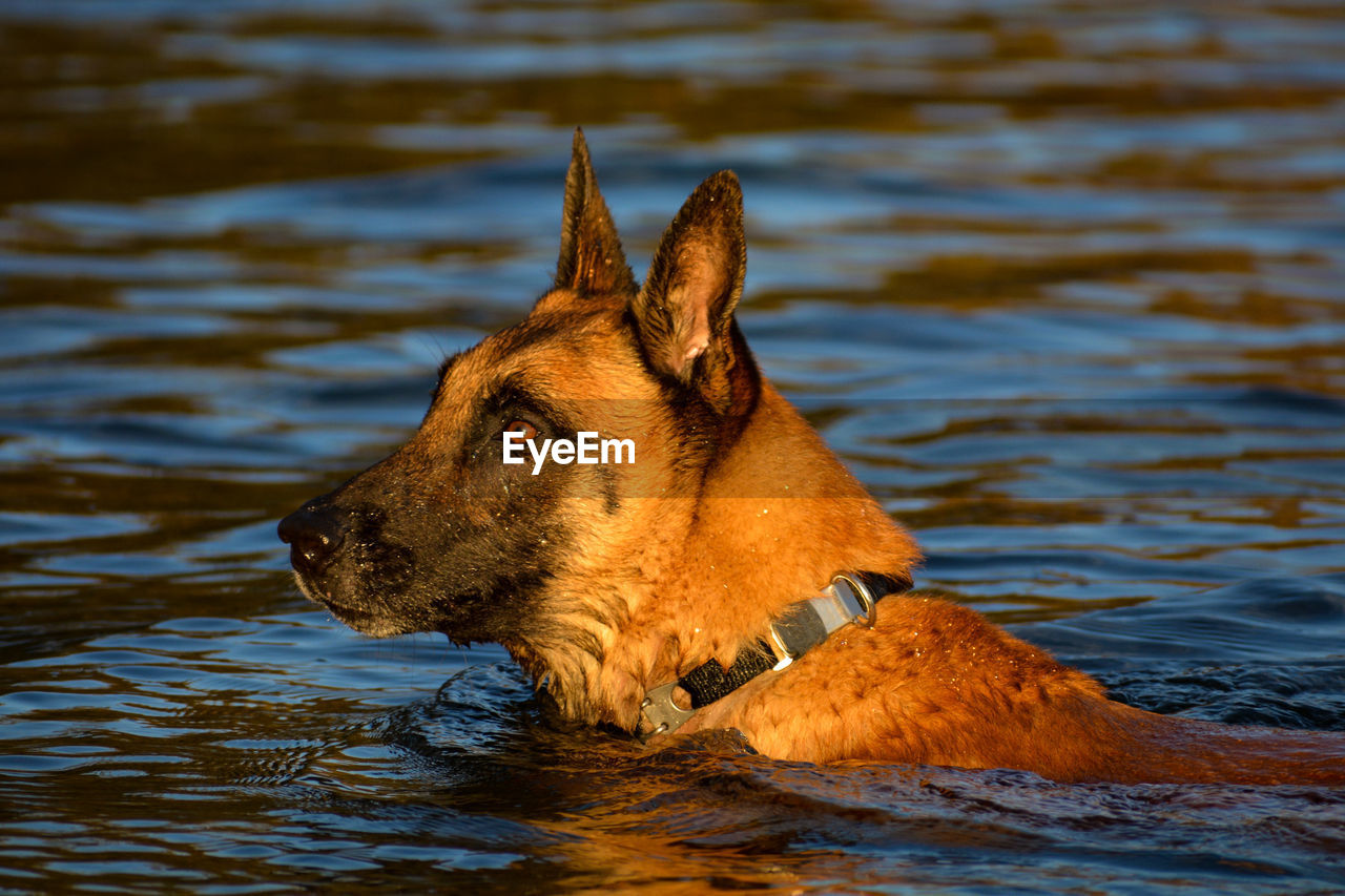 German shepherd looking away in lake