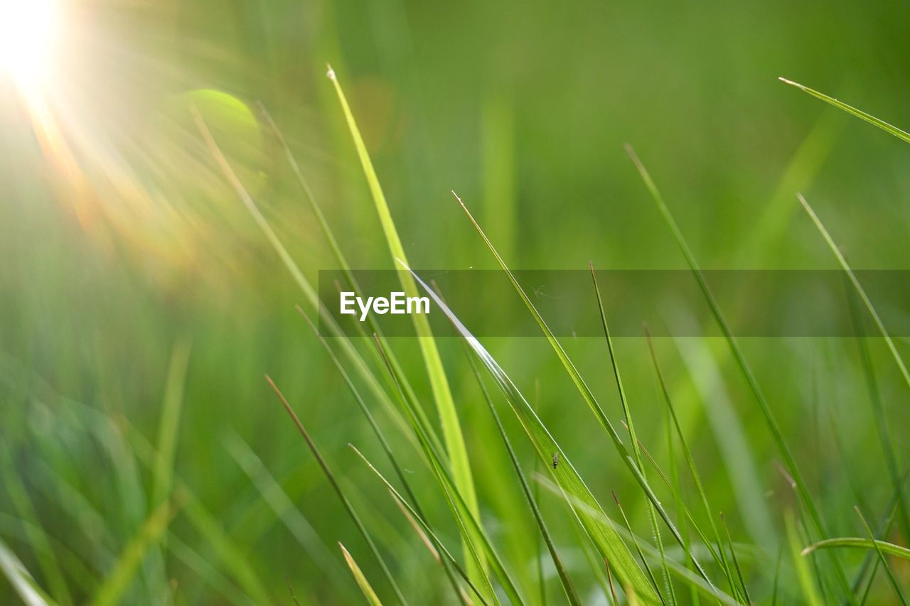 CLOSE-UP OF FRESH GREEN GRASS