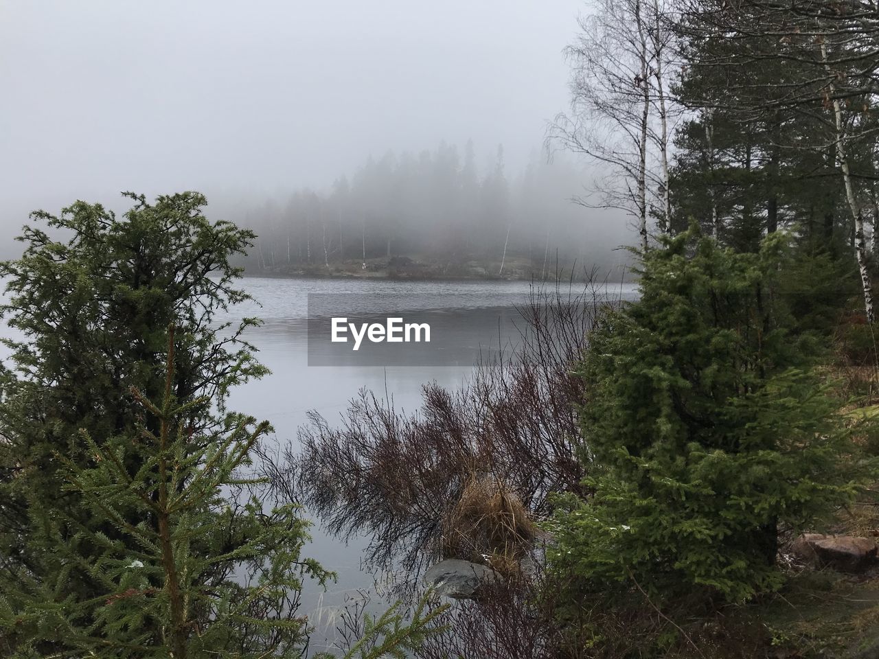 Scenic view of lake in forest against sky