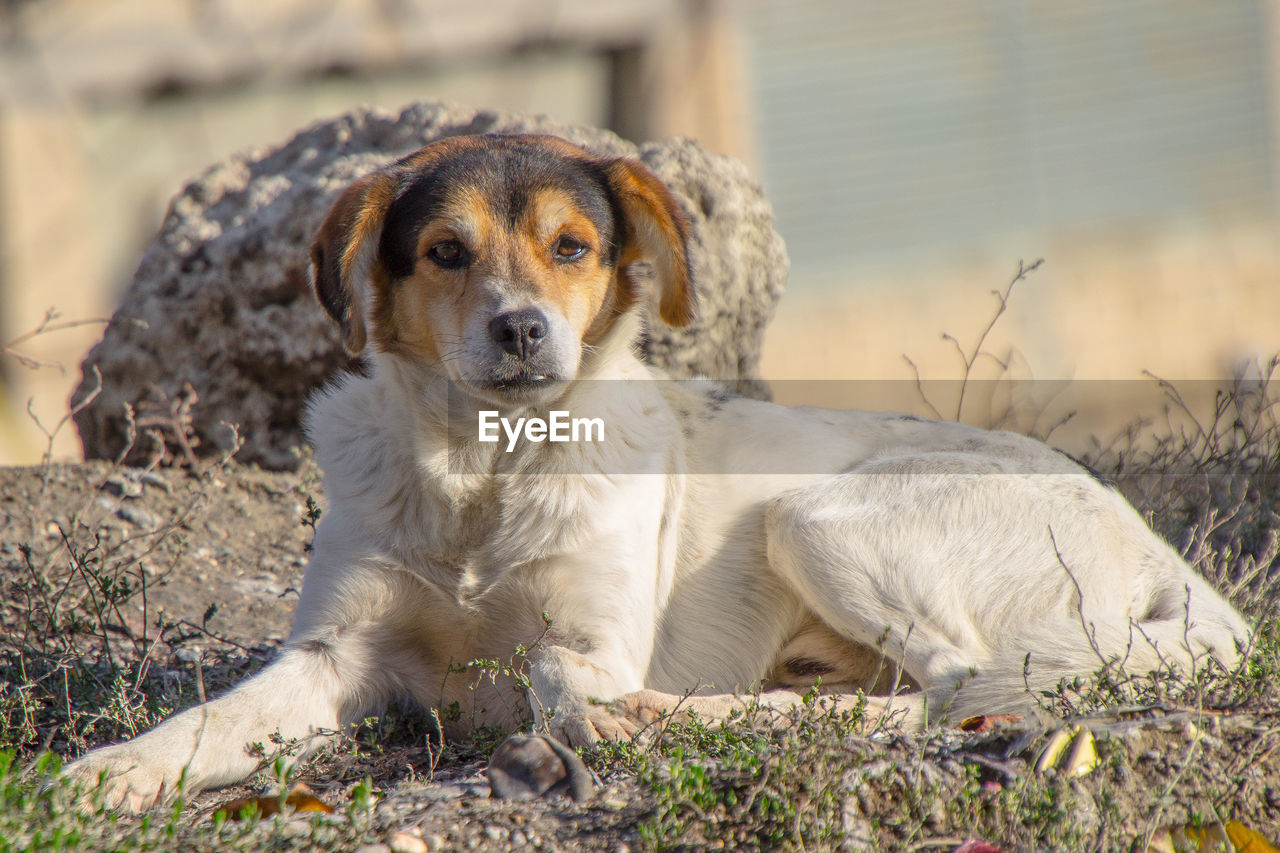 Portrait of dog sitting on field