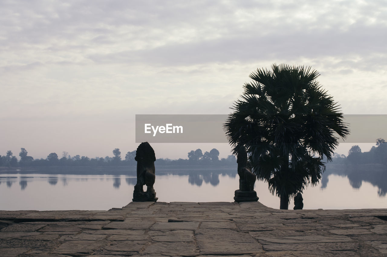 Palm tree by lake