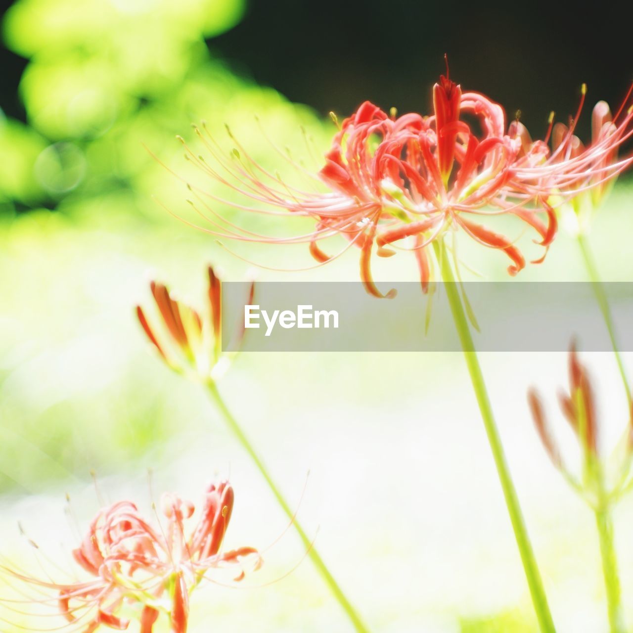 CLOSE-UP OF FLOWER PLANT