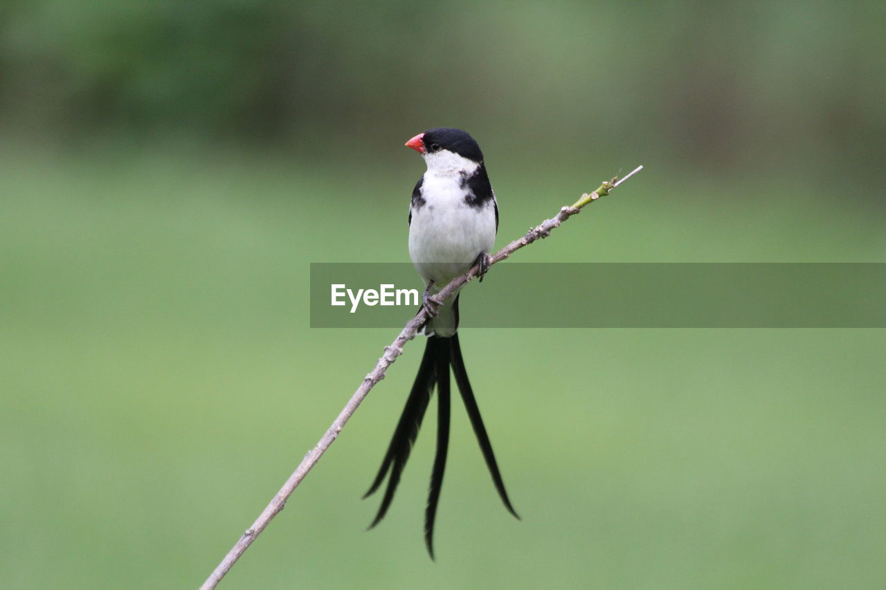 Close-up of bird perching on plant