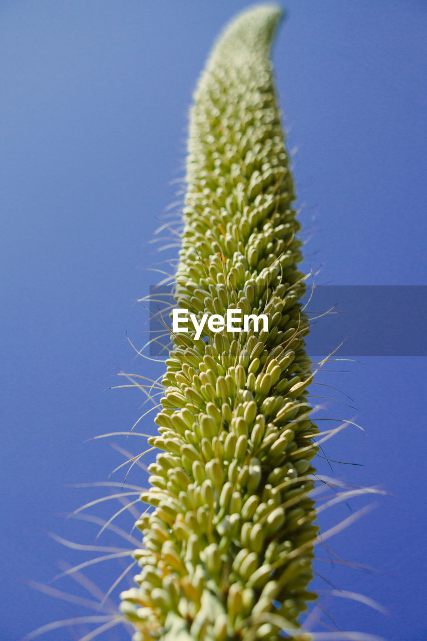 CLOSE-UP OF CACTUS PLANT AGAINST CLEAR BLUE SKY