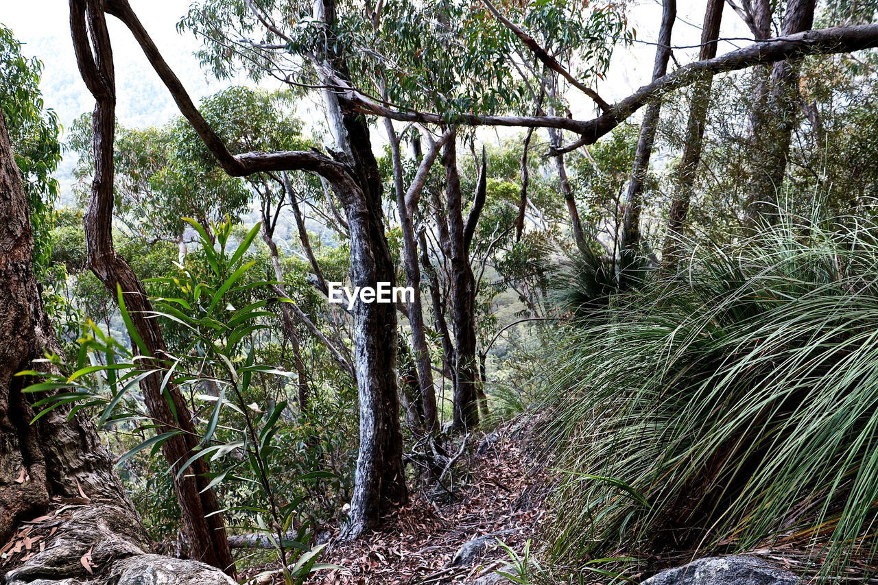 TREES GROWING IN FOREST