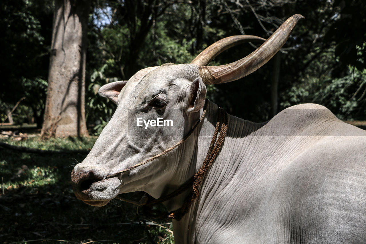 CLOSE-UP OF ANIMAL ON FIELD