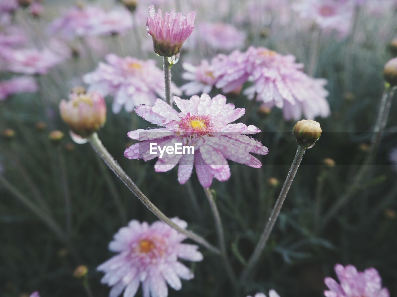 CLOSE-UP OF FLOWERS GROWING ON PLANT