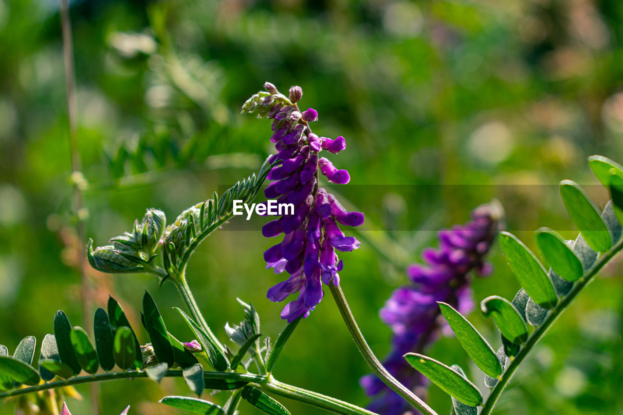 CLOSE-UP OF PURPLE FLOWER PLANT