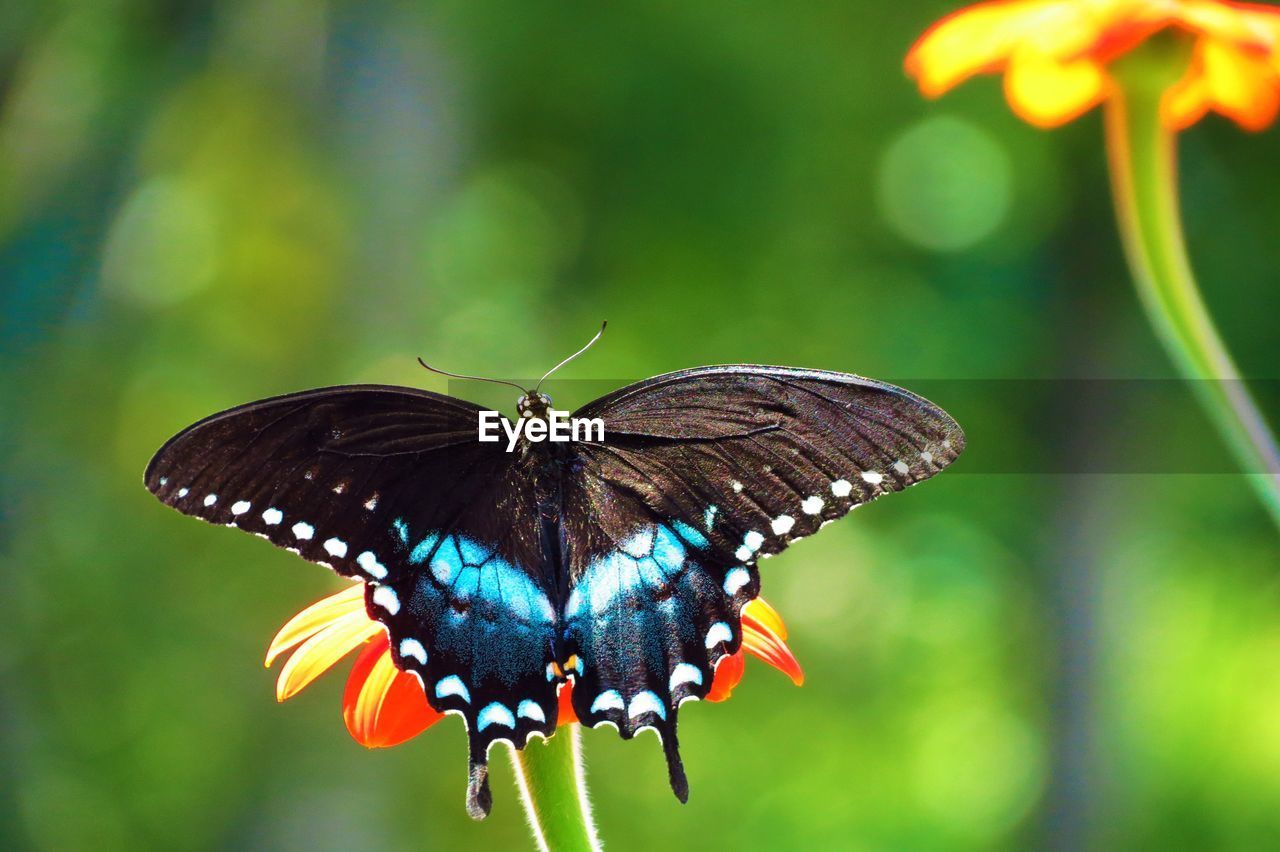 Close-up of butterfly perching on flower