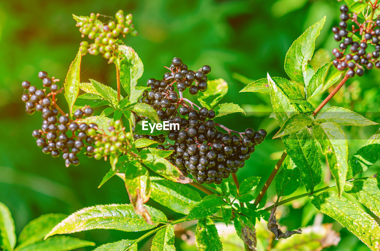 European elderberry. autumn, late summer. medicinal plants. coronavirus treatment