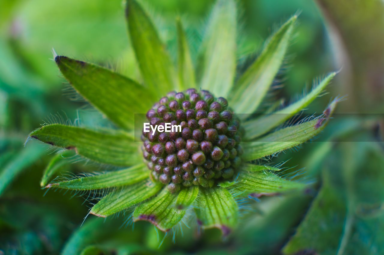 Close-up of plant growing on field