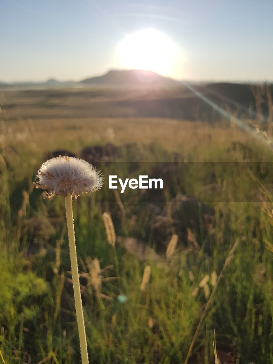 CLOSE-UP OF WHITE DANDELION FLOWER ON FIELD AGAINST SKY