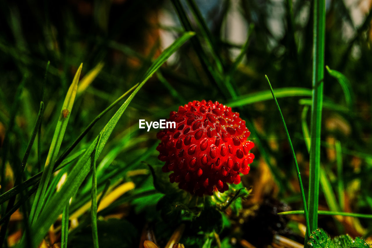 CLOSE-UP OF RED FLOWER ON PLANT