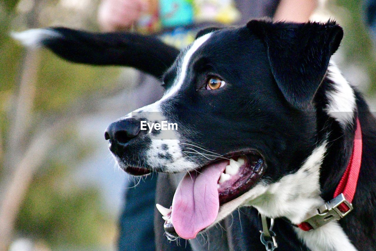 CLOSE-UP OF A DOG LOOKING AWAY