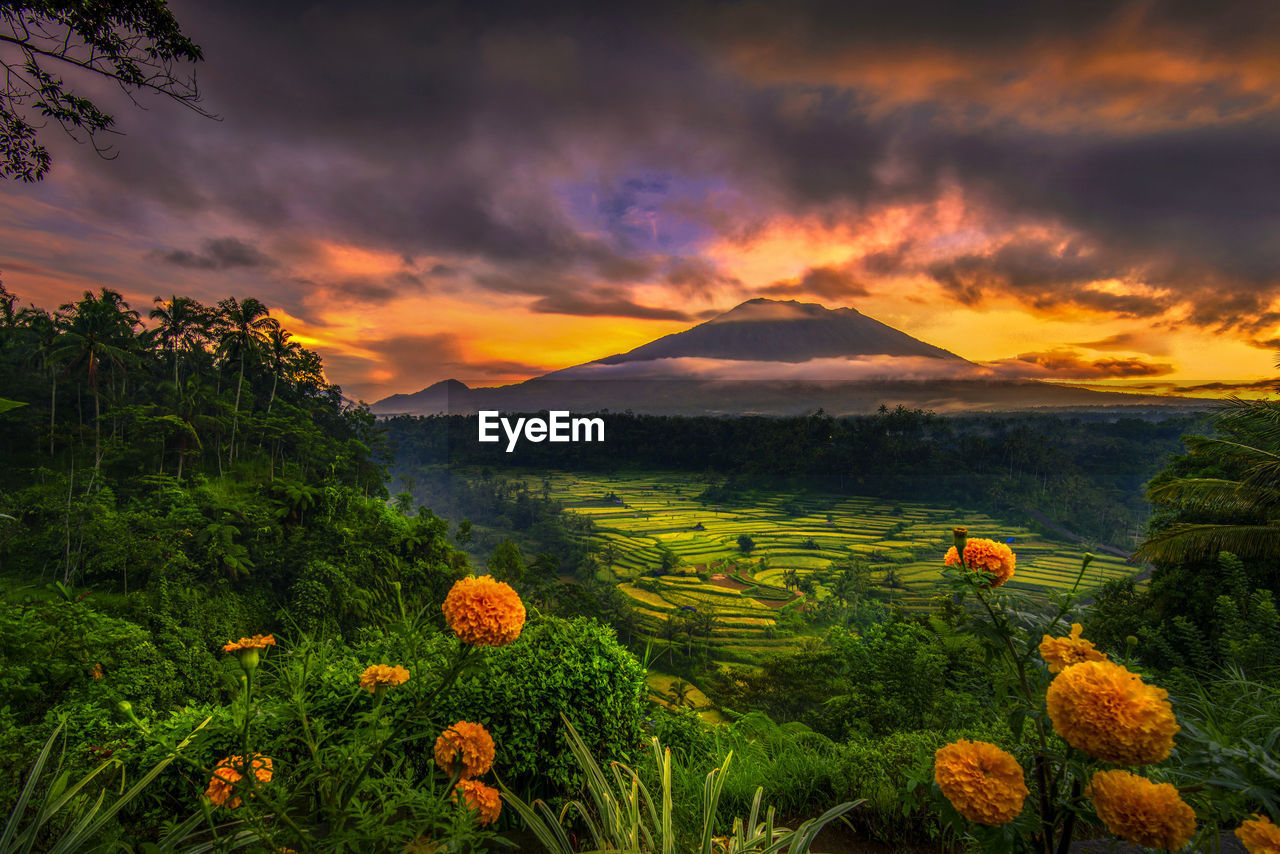 Scenic view of field against sky during sunset