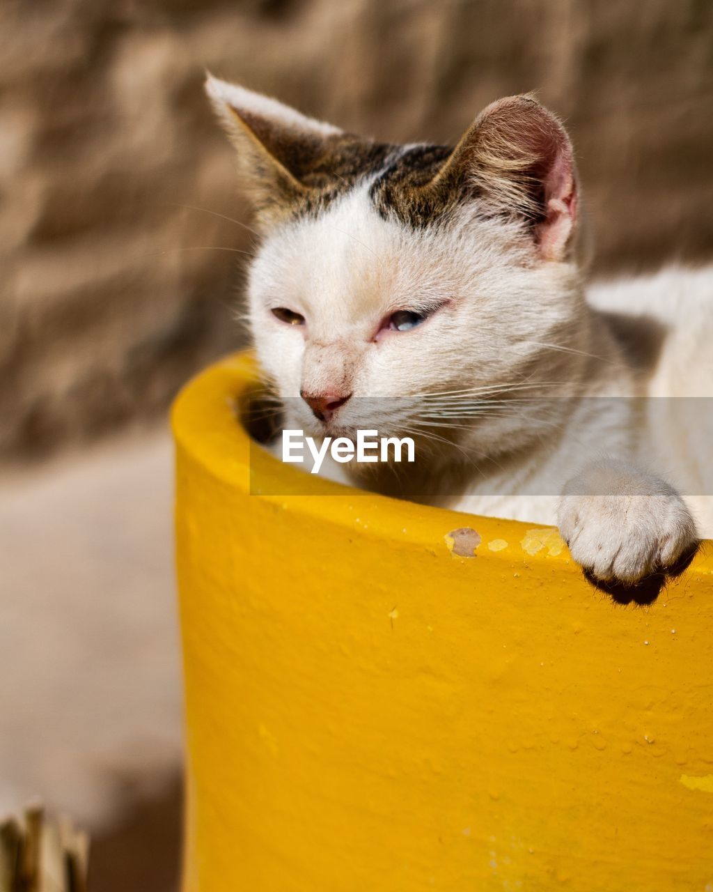 close-up portrait of cat