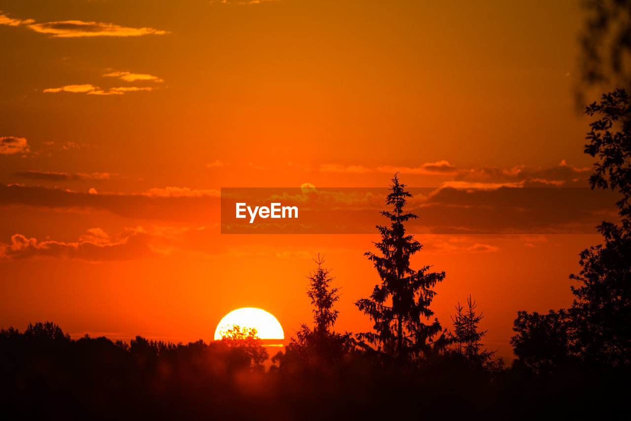 A rising sun behind spruce trees. tree silhouette against the sunrise skies. summertime scenery.