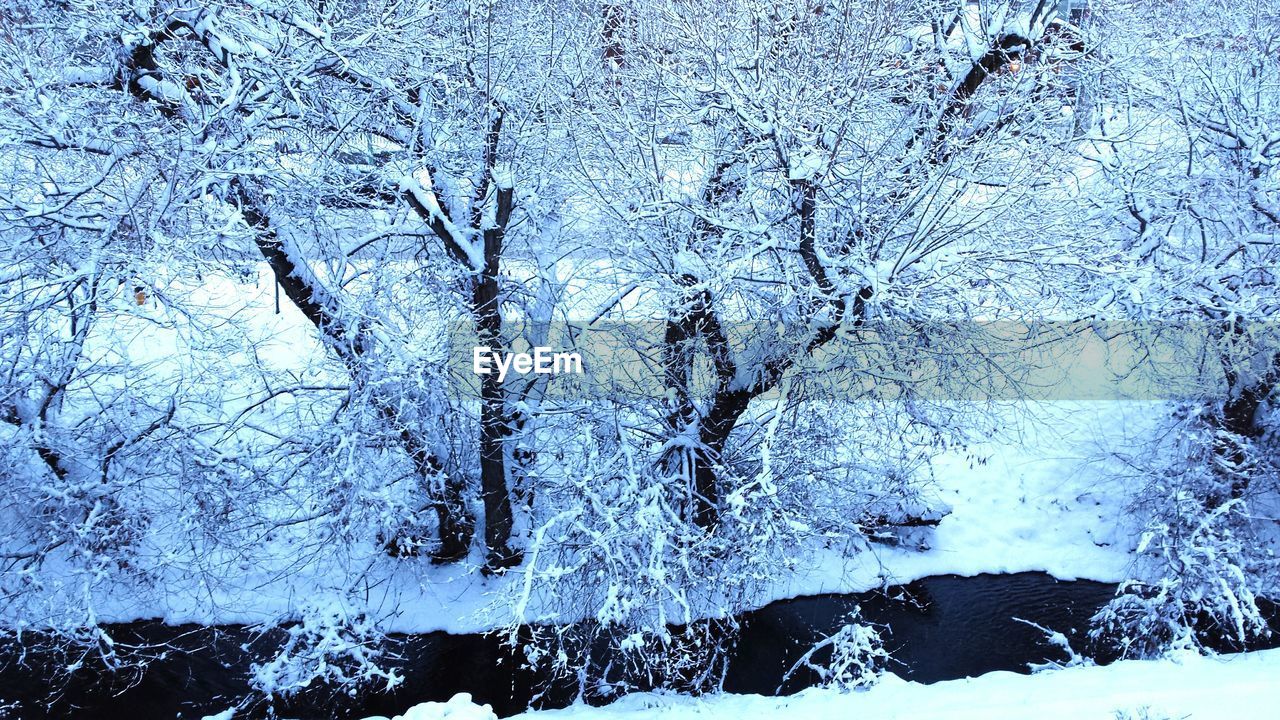 FULL FRAME SHOT OF SNOW COVERED TREE