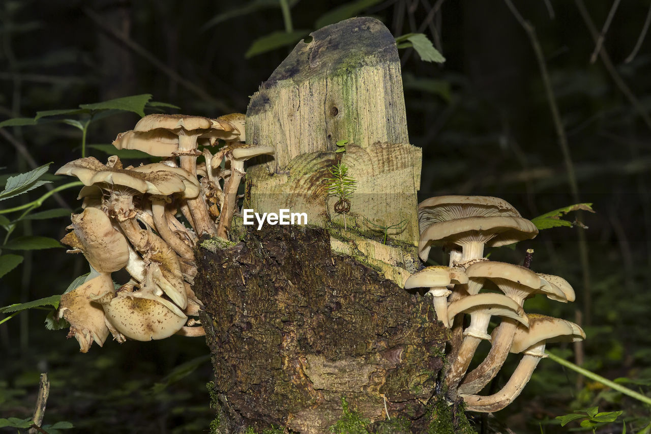 CLOSE-UP OF MUSHROOMS GROWING ON TREE TRUNK
