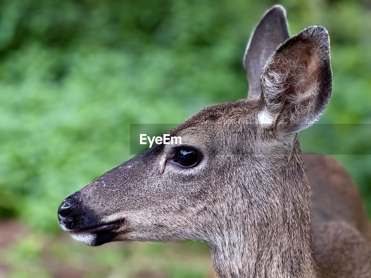 animal themes, animal, one animal, animal wildlife, wildlife, deer, mammal, animal body part, animal head, portrait, close-up, focus on foreground, no people, side view, nature, outdoors, brown, profile view, day, domestic animals, looking