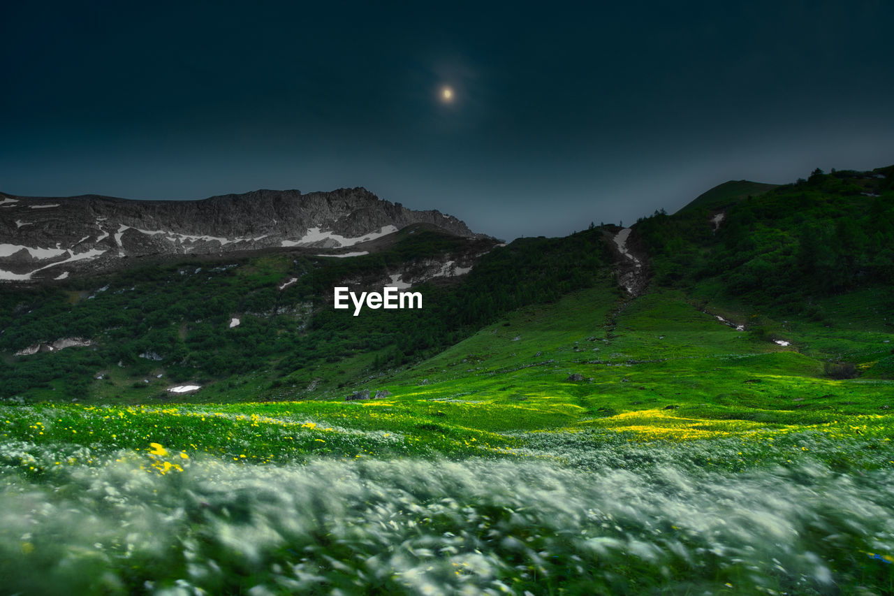 Half moon with wild flowers