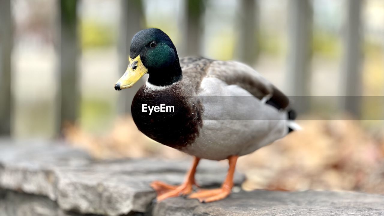 Close-up of a male mallard duck