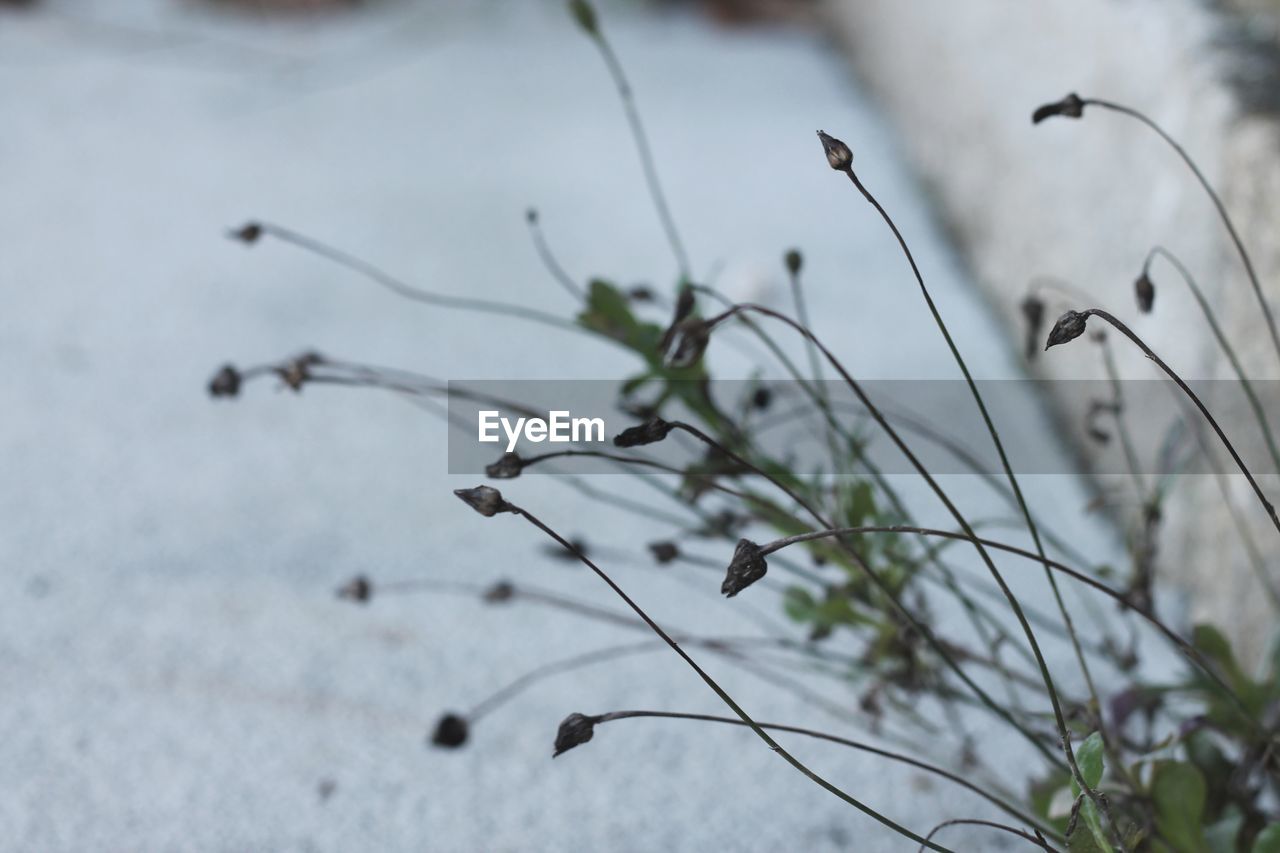 CLOSE-UP OF DRY GRASS