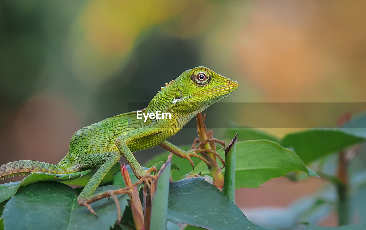 Close-up of a lizard