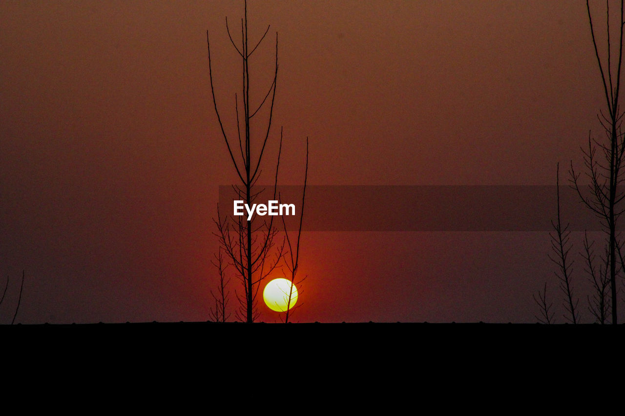 LOW ANGLE VIEW OF SILHOUETTE PLANT AGAINST ORANGE SKY