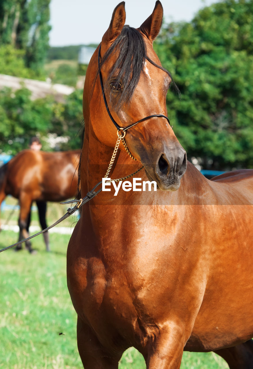 Close-up of brown horse looking away while standing against trees