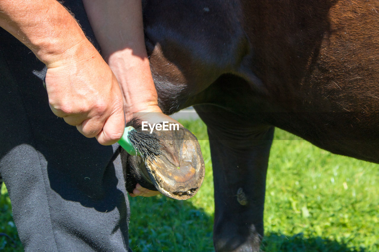 Midsection of man cleaning horse leg with brush during sunny day