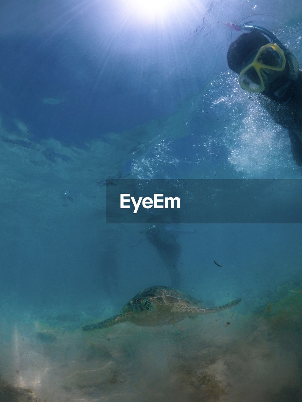 VIEW OF FISH IN SEA