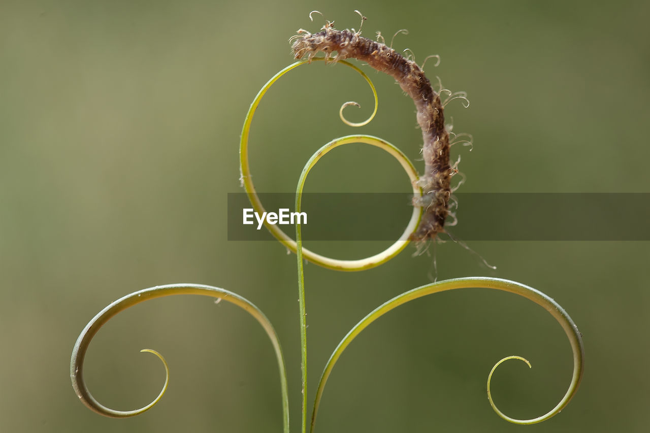 Beautiful pose of caterpillars