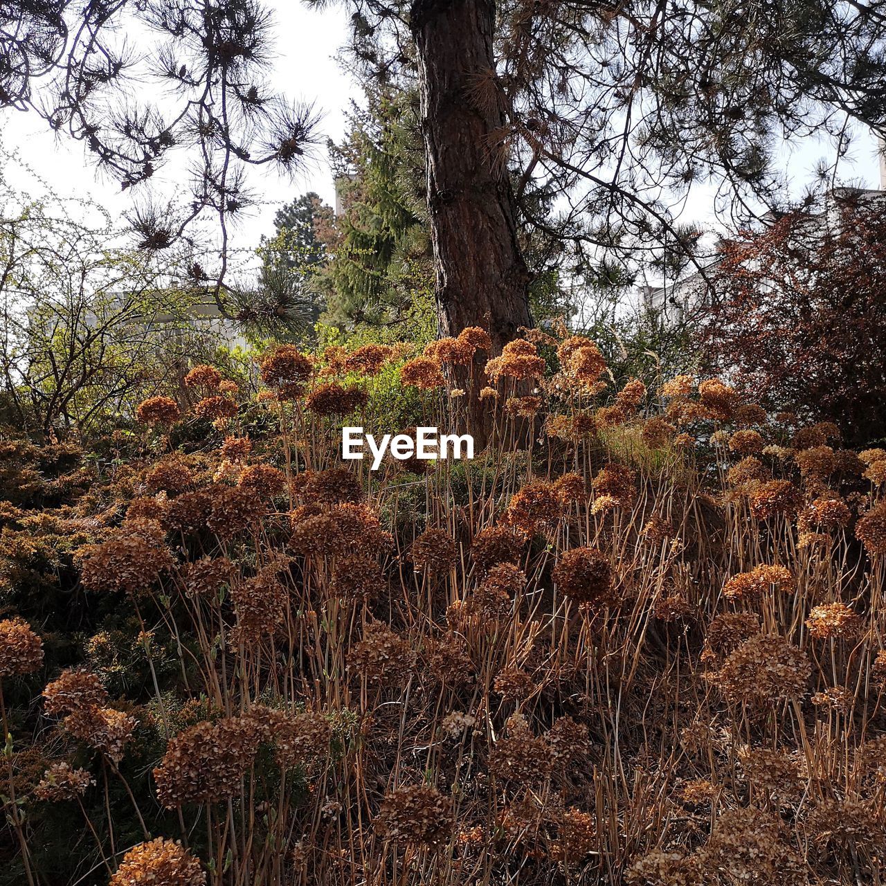 PLANTS GROWING ON FIELD