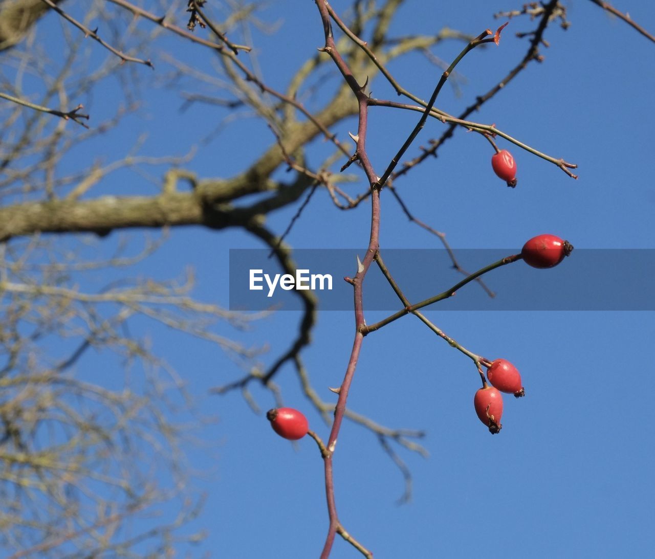 LOW ANGLE VIEW OF FRUITS ON TREE AGAINST SKY