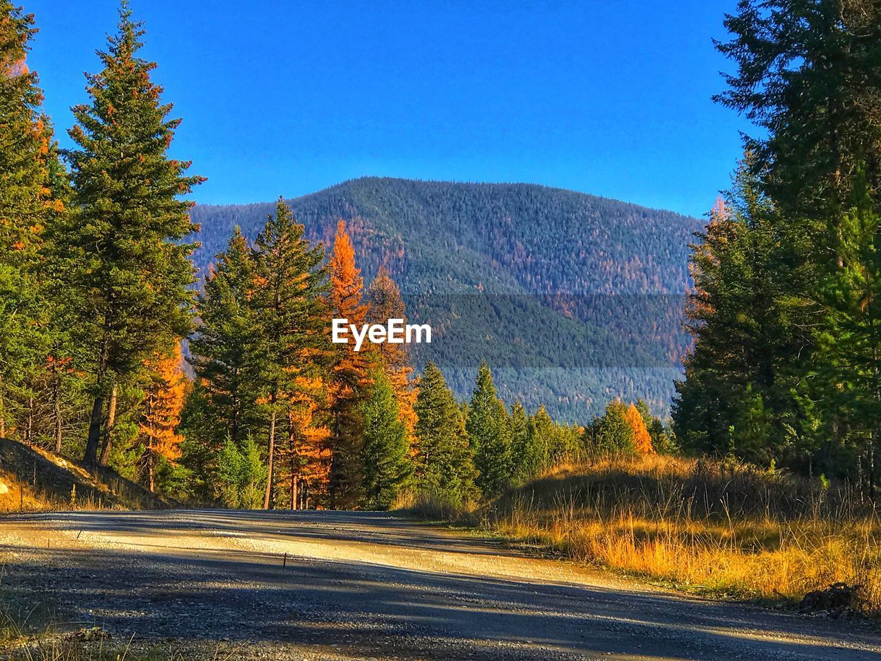 Road amidst trees against clear blue sky